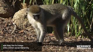 Vervet Monkeys at Werribee Open Range Zoo [upl. by Tumer]