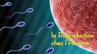 Comprendre SVT La Reproduction chez lHomme Partie2 [upl. by Eirelam]