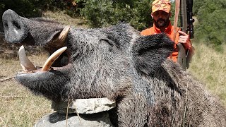 YABAN DOMUZU AVI YOZGAT INDESTRUCTIBLE BOAR WILD BOAR HUNTING HOG HUNTS PIG HUNTER WILD LIFE [upl. by Elum]