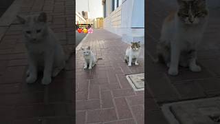 cute cat Saudi Arabia 🙂😍🥰 [upl. by Nahtaoj]