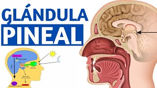 ¿Qué es la GLÁNDULA PINEAL Funciones y características Explicación FÁCIL🧠 [upl. by Elisabet]