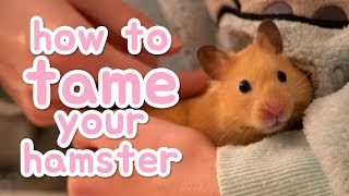 🐹 How to tame your hamster 🐹 [upl. by Aneras13]