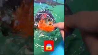 Oscar bite 👿 oscarfish cichlid aquarium fish viralvideo shortsviral ytshorts [upl. by Cherida858]