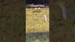 Cockatoo birds reelsvideo birds wildlife video nature [upl. by Lehacim]