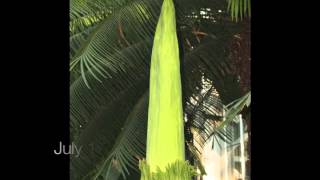 Corpse Flower titan arum at the US Botanical Garden in July 2013 [upl. by Aslehc]