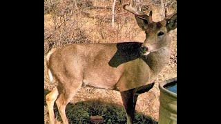 Wildlife camera at water tank in Chiricahua Mountains south east Arizona Cochise Co Live streaming [upl. by Navac224]