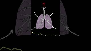 AUSCULTACIÓN PULMONAR RONCUS ruidos pulmonares normales y anormales medicina shorts [upl. by Letnom]