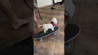 Enzo Maltese indoor skateboarding on a rainy day dog shorts [upl. by Aicire]