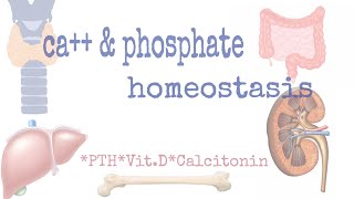 Calcium amp phosphate homeostasis [upl. by Sexton]