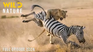 WILD KENYA  The Great Migration and Survival in the Realm of Predators  Animal documentary [upl. by Trimble]