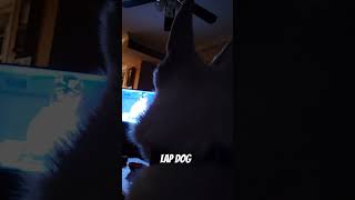 Watching the worldseries yankees with whitegermanshepherd youtubeshorts youtube [upl. by Samohtnhoj]