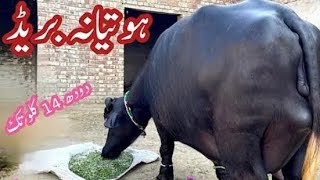 Top Neli Ravi Buffaloخوبصورت پیور نیلی کی تازہ سوئی بھینس برائے فروخت یوٹیوب پاکستان [upl. by Acissehc395]