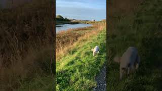 Wilson beside the creek bedlingtonwhippet [upl. by Eitsim]