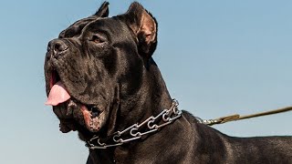 Discovering if the Cane Corso Makes the Perfect Pet [upl. by Ettenowtna]