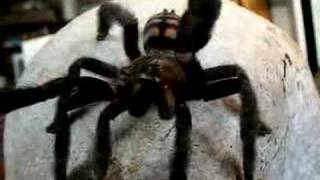 Psalmopoeus irminia waving at the camera [upl. by Packton]