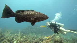 14 Groupers BIG SEAHORSE 1MIN 40SEC Green Outhouse Wall Rotan Honduras [upl. by Marchese]