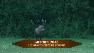 Les grands cerfs de Hongrie [upl. by Napier]