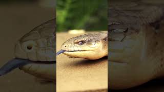 🦎💙 Meet the BlueTongued Skink The Lizard with a Shocking Tongue [upl. by Reamonn99]