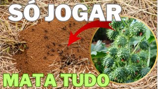 inseticida MATA TUDO a MAMONA mata as pragas da plantas e aduba e acaba com formigueiroformigas [upl. by Anayt]