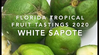 Florida Tropical Fruit Tastings 2020  White Sapote [upl. by Ateerys467]