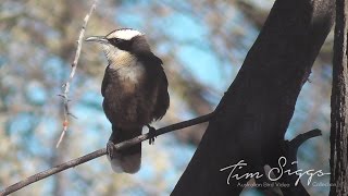 Halls Babbler Pomatostomus halli HD Video clip 11 [upl. by Aniral858]