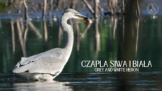 Czapla siwa i biała  żerowanie na wysychającym jeziorze  Grey and white heron [upl. by Tatiania577]