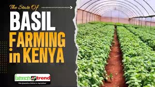 Basil Farming In Kenya The Current State of the Industry [upl. by Aihsenyt806]