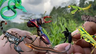 what happens if a wasp stings scorpions snakes grasshoppersstag beetle [upl. by Holds]