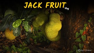 Jack Fruit Vlog ❤  Spending some time at Home [upl. by Nired494]