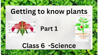 part 1 getting to know plants leaf and stem  class 6 Ncert  science Chapter 4 [upl. by Adnalor]