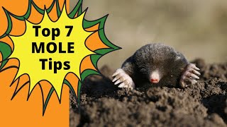 How To Get Rid of Moles in Your Yard [upl. by Aniteb488]