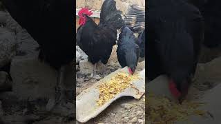 Avstralop xoruz ve toyuq  cücesi üçün elaqe 0558685905 australorp chicken austrolop birds [upl. by Enomys]