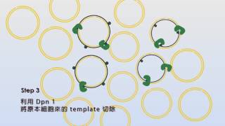 點突變方法與原理小動畫 SiteDirected Mutagenesis Basic [upl. by Maurizio851]