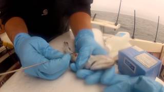 How to Pop the Swim Bladder on a Live Whiting for Giant Tuna Fishing [upl. by Amiaj691]