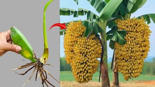 Very simple technique to propagate banana tree plants from banana fruit with 100 success [upl. by Samuele]