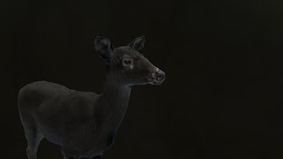 Melanistic Mule Deer doe Way of the Hunter [upl. by Einiar]