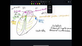 Antiarrhythmics 1 [upl. by Zetnauq]