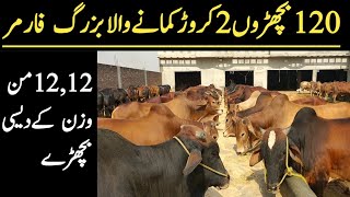 120 Cattle Farm in Pakistan  Bachra Farming in Pakistan  Bachra Farming Business Plan 2022 [upl. by Nolak]