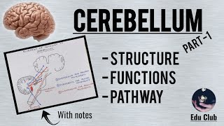 Cerebellum  Structure and Pathway Simplified  Part 1 [upl. by Shama51]