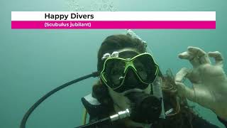 San Carlos Mexico scuba diving excursion short [upl. by Myrtia113]