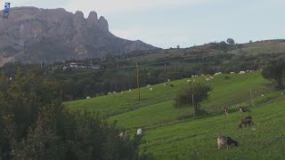 TERRA di MARI  Locride Greco e Mantonico Azze Anca Caciocavallo e Miele [upl. by Annayek]