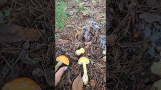 MORE AMANITA INFO 🥰 natural medicinalmushrooms foraging MUSHROOM organic nature mushroomlife [upl. by Ikram]