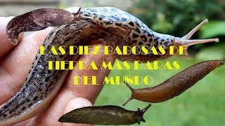 TOP 10  LAS 10 BABOSAS MAS RARAS DEL MUNDO [upl. by Oah]