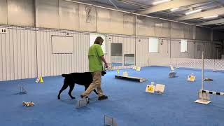 Rally Obedience class 20June2024 [upl. by Lerat]