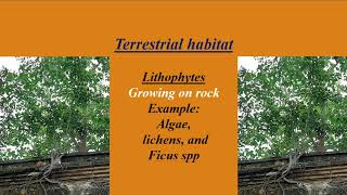 plant habitat Terrestrial and Aquatic plants [upl. by Elleivap]