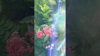 Jungle geranium Iron tree Maui sunset Needle flower ll shorts trending flower youtubeshorts [upl. by Rolando]