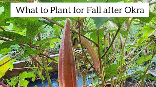 Crop Rotation What to Plant for Fall after Okra [upl. by Willcox486]