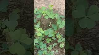 Oxalis ☘️ plant increases population day by day yshortsviralvideo pls likeamp subscribe 🙏🙏 [upl. by Anierdna]