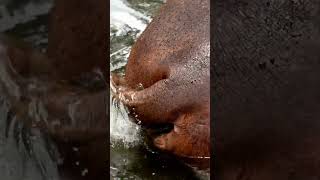 The Dangers of Hippo Poops  Wild Animals [upl. by Gibert]