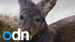 Extremely rare vampire deer is spotted for first time in 60 years [upl. by Attiuqehs168]